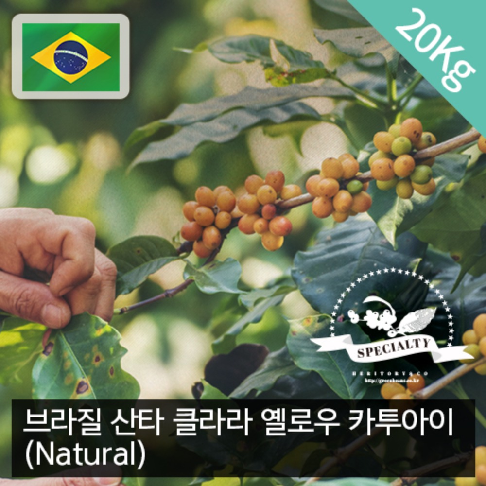 [생두] 브라질 산타 클라라 옐로우 카투아이 NY2 (Natural) 20kg